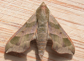 Virginia Creeper Sphinx